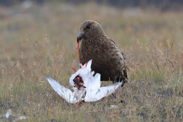Great Skua feeding on dead Arctic tern Iceland