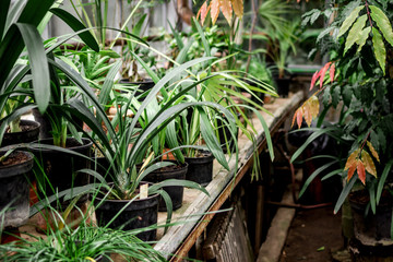 exotic green plants in old orchard-house space