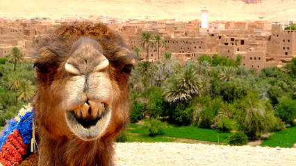 Portrait of a camel resting close to a palm forest in a Tinerhir village near Georges Todra in...