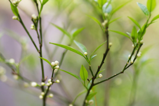 Small tangerine buds, spring citrus blossoming, blurred and filtered background