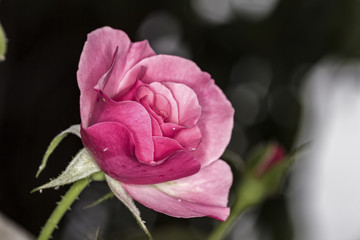 Rose bud with water drops in detail
