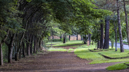 Quiet dirt road under the trees