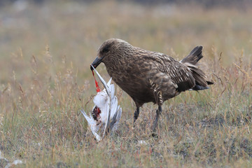 Great Skua feeding on dead Arctic tern Iceland