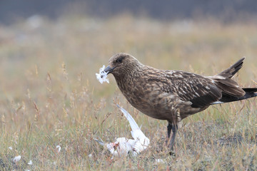 Great Skua feeding on dead Arctic tern Iceland
