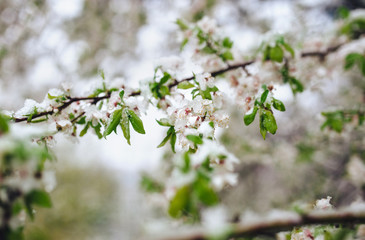 Freezing in the spring. Snow on the blossoming cherry tree. Weather anomalies.  Poor harvest.Сentral Europe.
