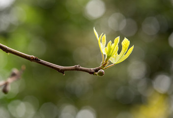 fig tree branch