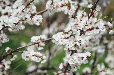 Branches of cherry blossoms. Spring of Europe.
