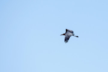 Maribou Stork - Chobe N.P. Botswana, Africa