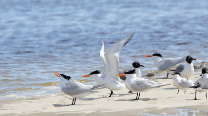 Terns on a sandbar with wing extended