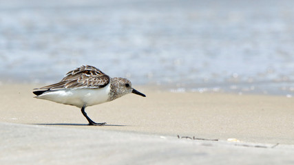 One small shorebird walking near surf on the Gulf
