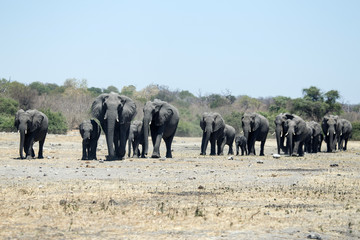 Elephant - Chobe N.P. Botswana, Africa