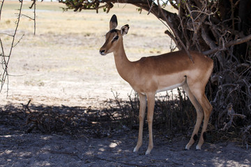 Impala - Chobe N.P. Botswana, Africa