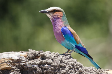 Lilac Breasted Roller - Chobe N.P. Botswana, Africa