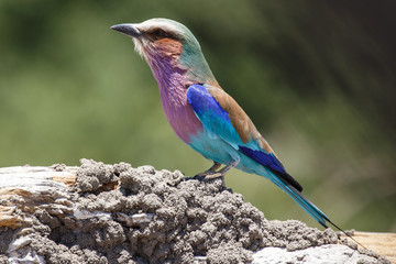 Lilac Breasted Roller - Chobe N.P. Botswana, Africa