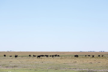 Fototapeta na wymiar Buffalo - Chobe N.P. Botswana, Africa