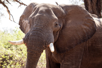 Obraz na płótnie Canvas Male Bull Elephant - Chobe N.P. Botswana, Africa