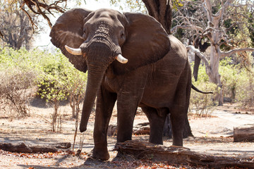 Male Bull Elephant - Chobe N.P. Botswana, Africa