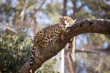 Fototapeta na wymiar Leopard sleeping in tree in captivity
