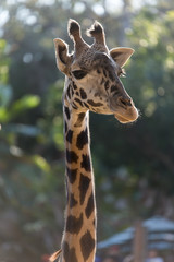 Vertical portrait of giraffe
