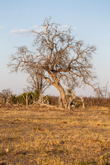Chobe N.P. Botswana, Africa