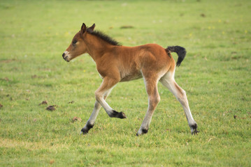 Foal running on the meadow