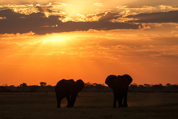 Fototapeta na wymiar Sunset - Chobe N.P. Botswana, Africa