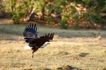 Fish Eagle - Chobe N.P. Botswana, Africa
