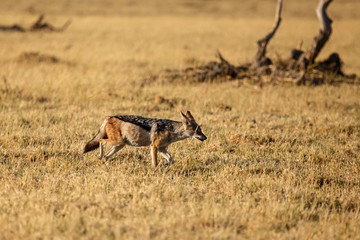 Jackal - Chobe N.P. Botswana, Africa