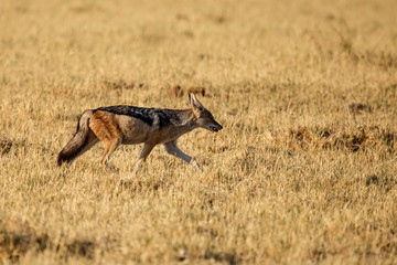 Jackal - Chobe N.P. Botswana, Africa