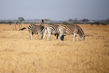 Fototapeta na wymiar Zebra - Chobe N.P. Botswana, Africa