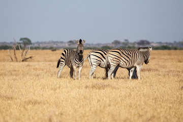 Zebra - Chobe N.P. Botswana, Africa