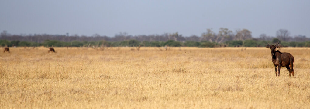 Tsessebe - Chobe N.P. Botswana, Africa
