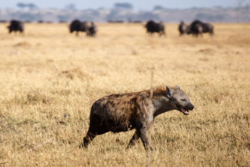 Hyena - Chobe N.P. Botswana, Africa