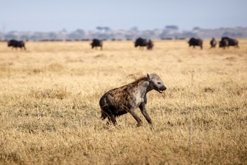 Hyena - Chobe N.P. Botswana, Africa