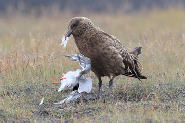 Great Skua feeding on dead Arctic tern Iceland