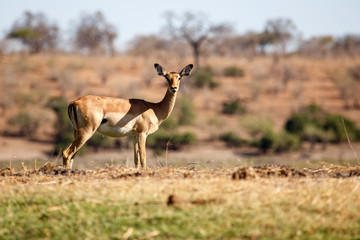 Impala - Chobe N.P. Botswana, Africa