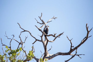 Fish Eagle - Chobe N.P. Botswana, Africa