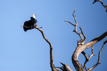 Fish Eagle - Chobe N.P. Botswana, Africa