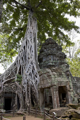 Fototapeta premium Overgrown Tree