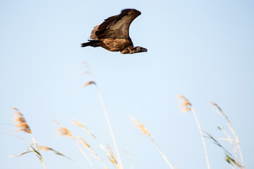 White Backed-Vulture - Chobe N.P. Botswana, Africa