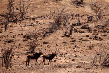 Fototapeta na wymiar Chobe N.P. Botswana, Africa