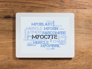 Myocyte