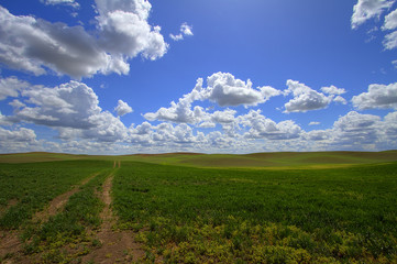 Spring Fields on the Palouse