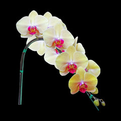 Yellow Orchid Flower isolated on black background