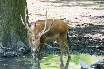 Bronx Zoo