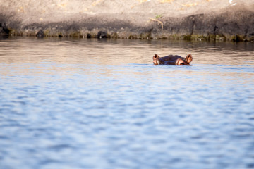 Chobe River, Botswana, Africa