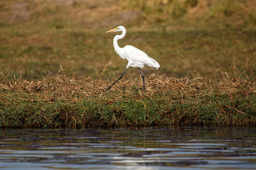 Fototapeta premium Great Egret - Chobe River, Botswana, Africa