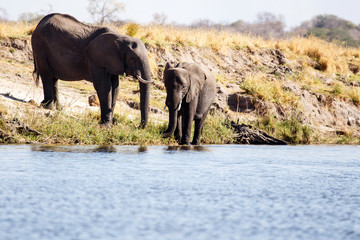 Elephant - Chobe River, Botswana, Africa