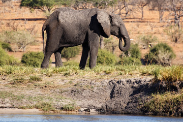 Fototapeta premium Elephant - Chobe River, Botswana, Africa