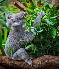 Koala Bear. A cute of koala